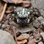 Baby Wolf Spiders, A close-up view of a wolf spider in its natural habitat, demonstrating its defensive posture with raised front legs, blending into the environment among leaves and rocks, highlighting its camouflaged body and wide eyes, capturing the essence of stealth and alertness.